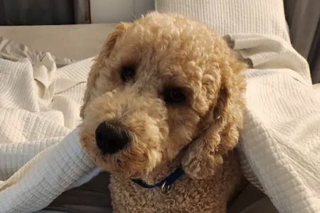 Community Pet Healthcare