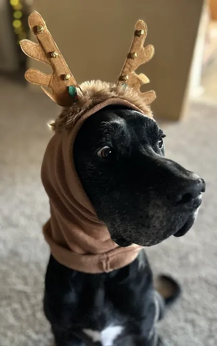 Community Pet Healthcare 12