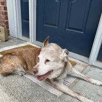 Pendleton Veterinary Clinic ico