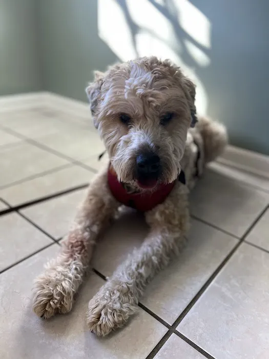 Sherlock Bones Animal Hospital 2
