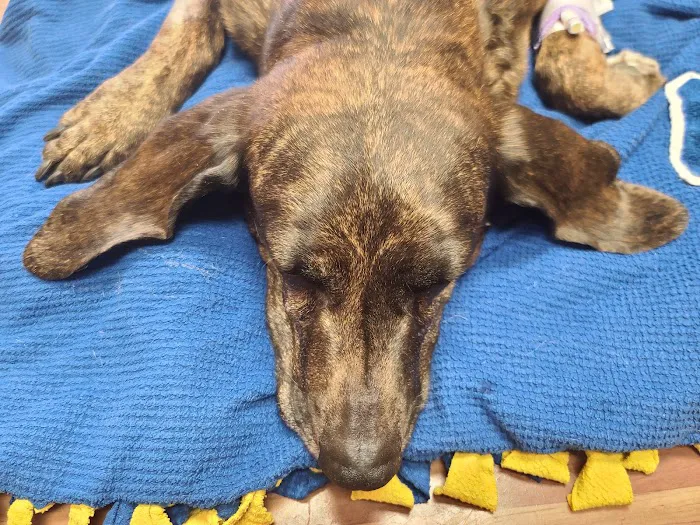 VCA Companion Animal Medical Center 12