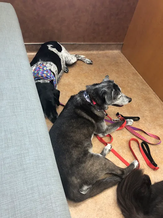 VCA Companion Animal Medical Center 12