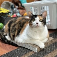 VCA Companion Animal Medical Center ico