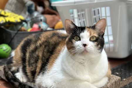 VCA Companion Animal Medical Center