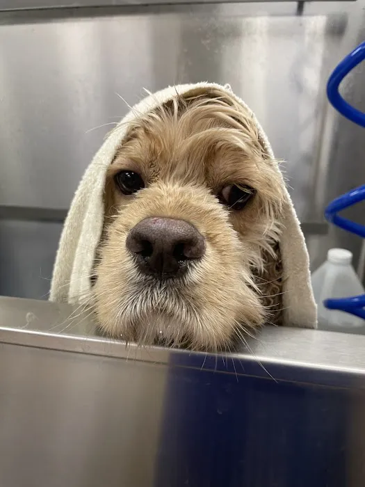 VCA Companion Animal Medical Center 12