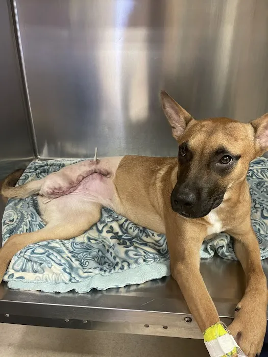 VCA Companion Animal Medical Center 12