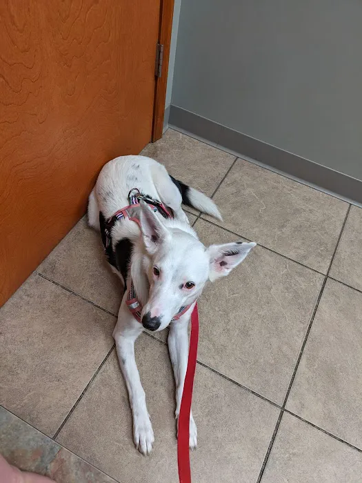 Hazel Dell Animal Hospital 4