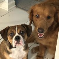 Carmel Pet Wellness Clinic ico