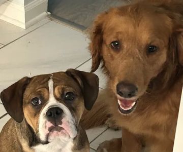 Carmel Pet Wellness Clinic