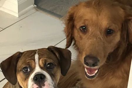 Carmel Pet Wellness Clinic