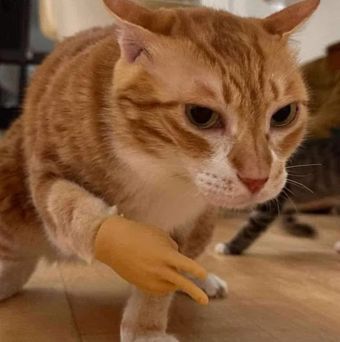Pickle Street Veterinary Services 4