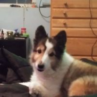 Pickle Street Veterinary Services ico