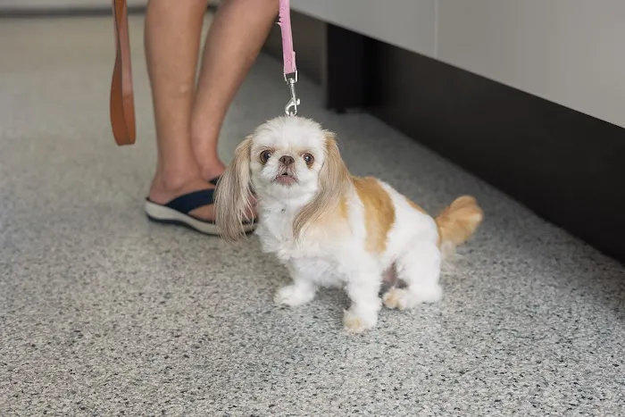 Jenison Animal Hospital 4