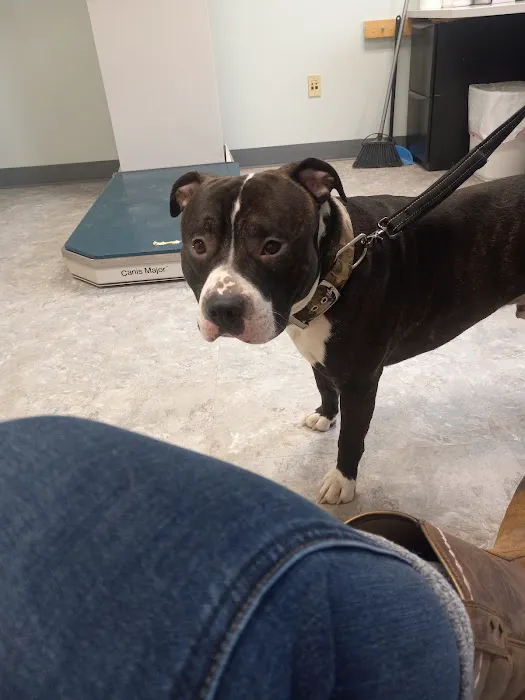 Town & Country Veterinary Hospital 3