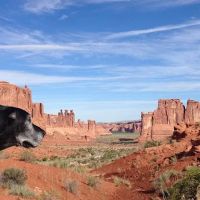 Allegan Veterinary Clinic ico