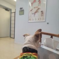 Allegan Animal Clinic ico