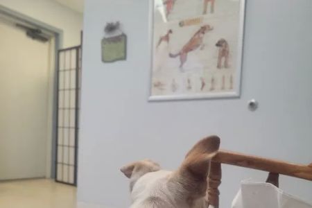 Allegan Animal Clinic