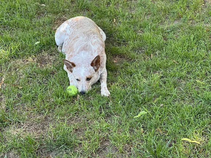 Allegan Animal Clinic 12