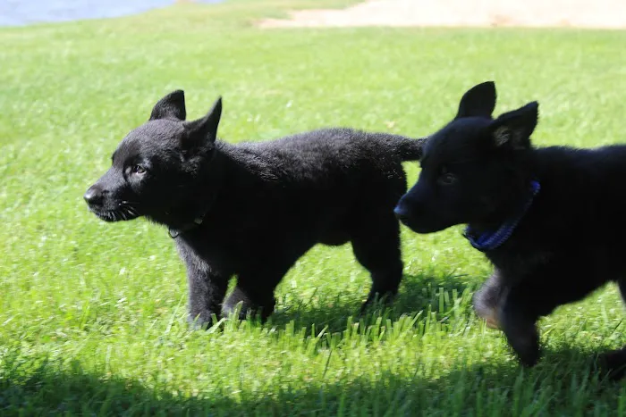 Allegan Animal Clinic 12