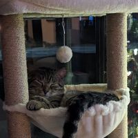 Pet Veterinary Clinic PC ico