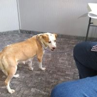Kelley’s Animal Clinic ico