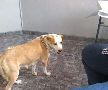 Kelley’s Animal Clinic