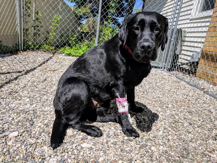Schmitt's Animal Hospital 12