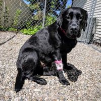 Schmitt's Animal Hospital ico