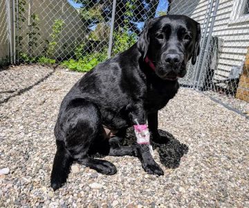 Schmitt's Animal Hospital
