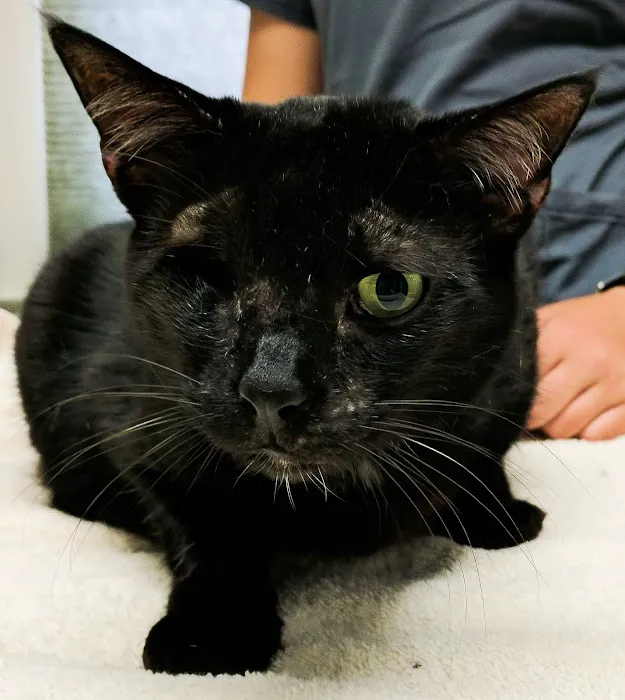 Schmitt's Animal Hospital 12