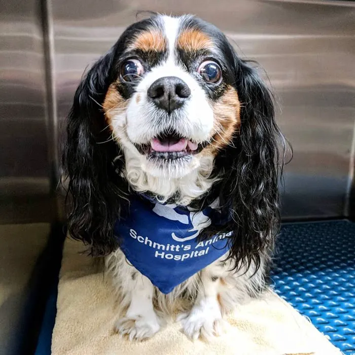 Schmitt's Animal Hospital 12