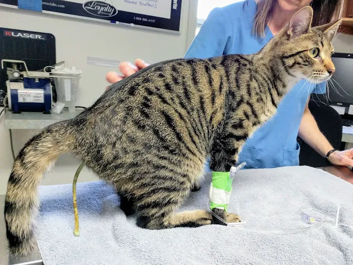 Schmitt's Animal Hospital 12