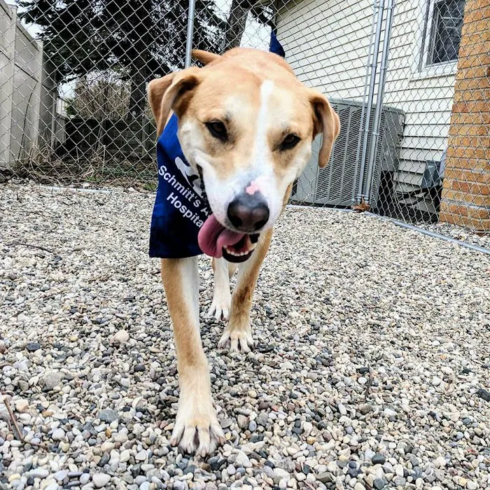 Schmitt's Animal Hospital 12