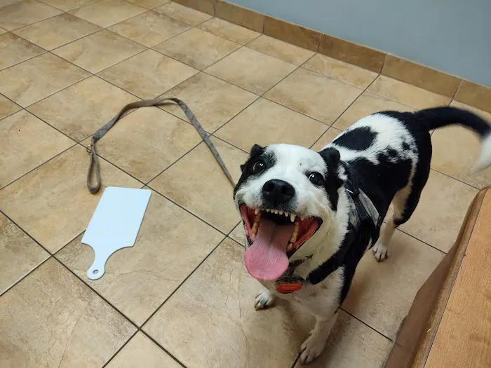 Humane Indiana Estelle Marcus Pet Clinic 1
