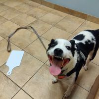 Humane Indiana Estelle Marcus Pet Clinic ico