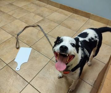 Humane Indiana Estelle Marcus Pet Clinic