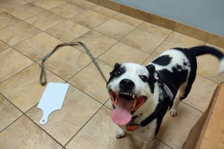 Humane Indiana Estelle Marcus Pet Clinic