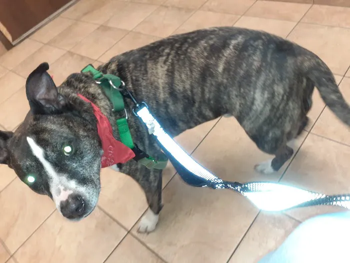 Humane Indiana Estelle Marcus Pet Clinic 4