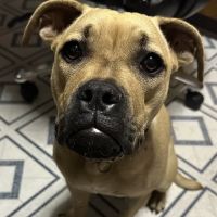 Griffith Animal Hospital P.C. ico