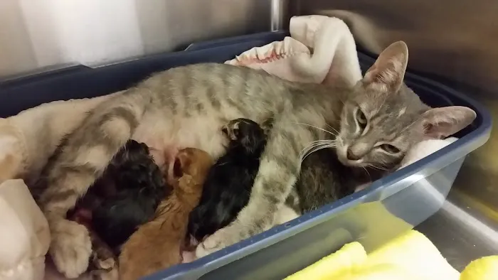 Griffith Animal Hospital P.C. 2