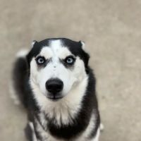 Munster Animal Hospital ico