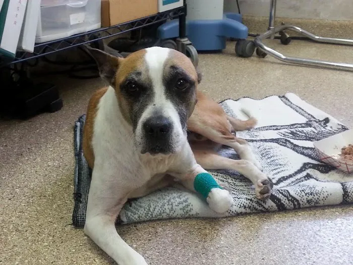 Ridge Animal Clinic 3