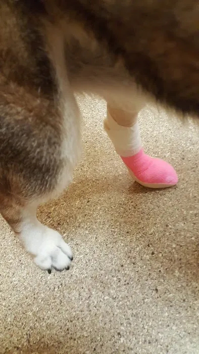 Ridge Animal Clinic 7