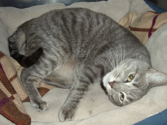 Ridge Animal Clinic 8
