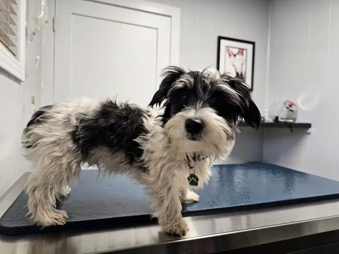Hammond Pet Hospital 1