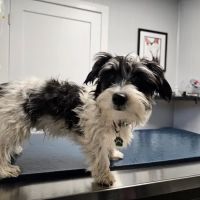 Hammond Pet Hospital ico