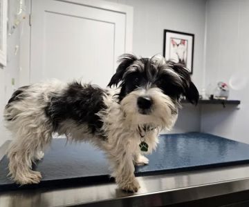 Hammond Pet Hospital