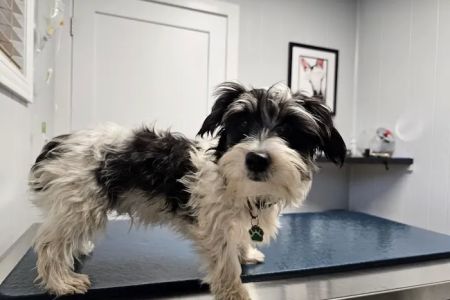 Hammond Pet Hospital