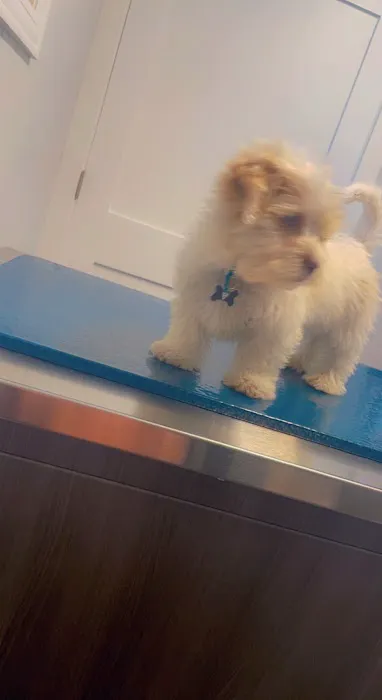 Hammond Pet Hospital 3