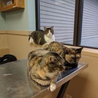 Hobart Animal Clinic ico